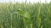 Campo de trigo diversificado con guisantes