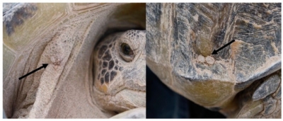 La garrapata Ornithodoros turicata parasitando una tortuga del Bolsón (Gopherus flavomarginatus) in la Reserva de la Biosfera Mapimí, México