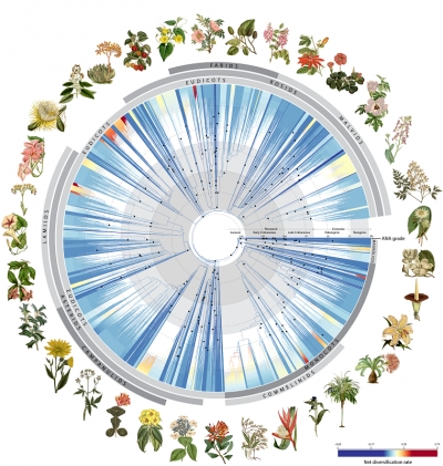 Angiosperm Tree of Life. © RBG Kew