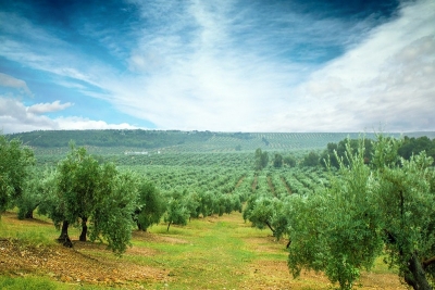 Lanzan una aplicación móvil para controlar la cantidad óptima de fertilizantes y agua en el riego del olivar